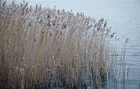 reeds1
